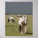 Search for clydesdale horse art Animal