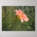 Search for daylily Bloom