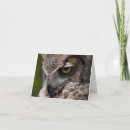 Recherche de hibou à cornes Oiseaux de proie