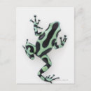 Recherche de grenouille verte cartes postales Animaux