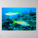 Search for snapper posters Fish