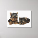 Search for yorkshire terrier canvas prints Animal