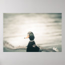Search for anas posters Wildlife photography