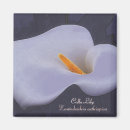 Search for calla lily magnets Flower