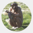Search for zoo stickers Animals