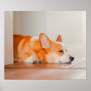 Recherche de animaux de bébé posters Corgi