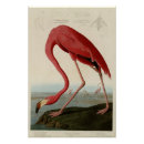 Recherche de flamant américain posters Flamingo