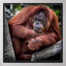 Recherche de orang outan posters Sauvage