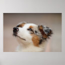 Search for australian shepherd puppy posters Pets