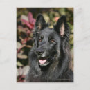 Recherche de berger allemand noir cartes postales Chien