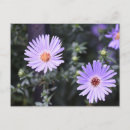 Recherche de fleur violette cartes postales Floral