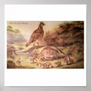 Recherche de cailles posters Vintage