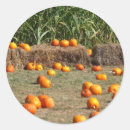 Search for corn sheets Fall