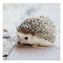 Search for hedgehog posters nature