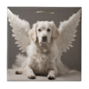 Recherche de chien blanc carreaux Amoureux des chiens