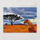 Recherche de lionesse cartes postales Africaine