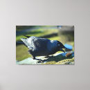Search for jackdaws Bird