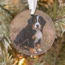 Search for bernese mountain dog ornaments Puppy
