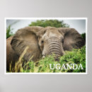 Recherche de african animals posters Safari
