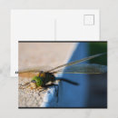 Recherche de ailes libellule cartes postales Libellules