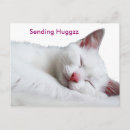 Recherche de chat original cartes postales Félin