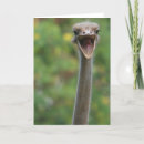 Search for ostrich cards Bird