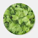 Recherche de semi magnets Plante