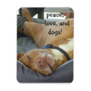 Recherche de pitbull magnete Pittbull