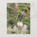 Search for odonata Bugs