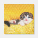 Search for cat breed magnets Animal