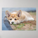 Search for corgi posters Pembroke welsh corgi
