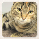 Search for cat coasters Photography
