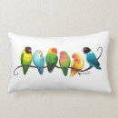Recherche de perruches coussins Oiseaux