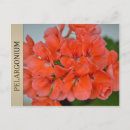 Search for aromas postcards Flower