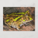 Recherche de vertébré cartes postales Grenouille