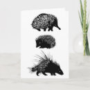 Search for echidna cards Spiny anteater