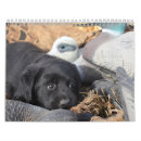 Search for labrador retriever calendars Black