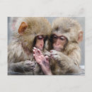 Search for monkey pictures postcards Wildlife