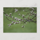 Search for spring blossoms postcards Flowers
