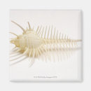 Search for creatures magnets Shell