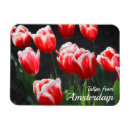 Recherche de de tulipe refrigérateur magnets Amsterdam