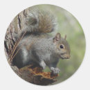 Search for squirrel picture stickers Rodents