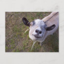 Search for nigerian dwarf goat Pet