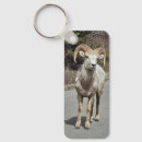 Search for bighorn keychains Montana