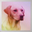 Search for labrador retriever posters Head