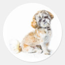 Recherche de shih tzu dog stickers Chih