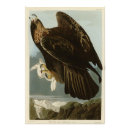 Search for aquila posters Bird