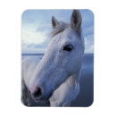 Recherche de cheval camargue magnets Ferme