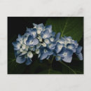 Search for blue hydrangea postcards Petals