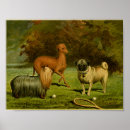 Recherche de yorkshire terrier posters Canine